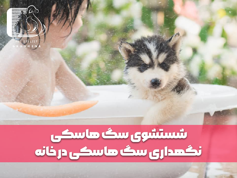 شستشوی سگ هاسکی - نگهداری سگ هاسکی در خانه